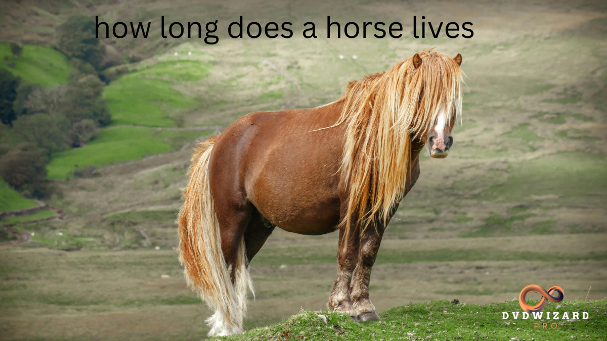 How Long Does a Horse Live? Shocking Truth